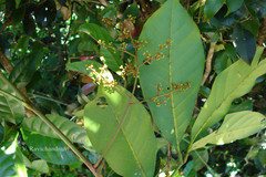 Aglaia elaeagnoidea